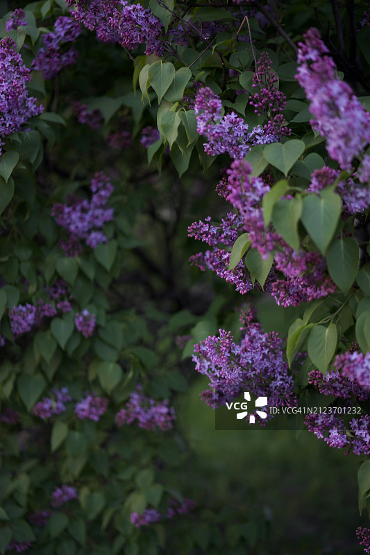 紫色花卉特写，俄罗斯图片素材