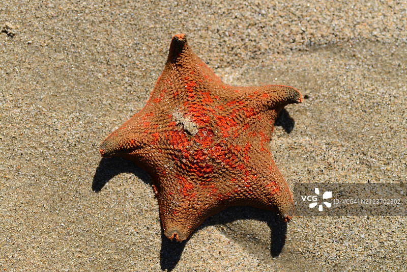 日本，沙滩上死亡海星的俯视图图片素材