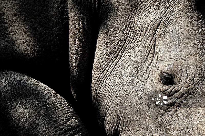 亚洲印度象全画幅照片图片素材