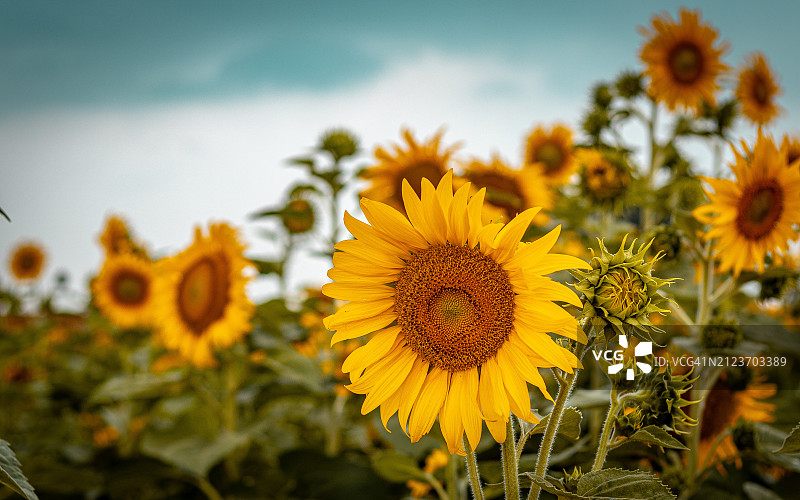 黄色植物特写，巴西霍兰布拉图片素材