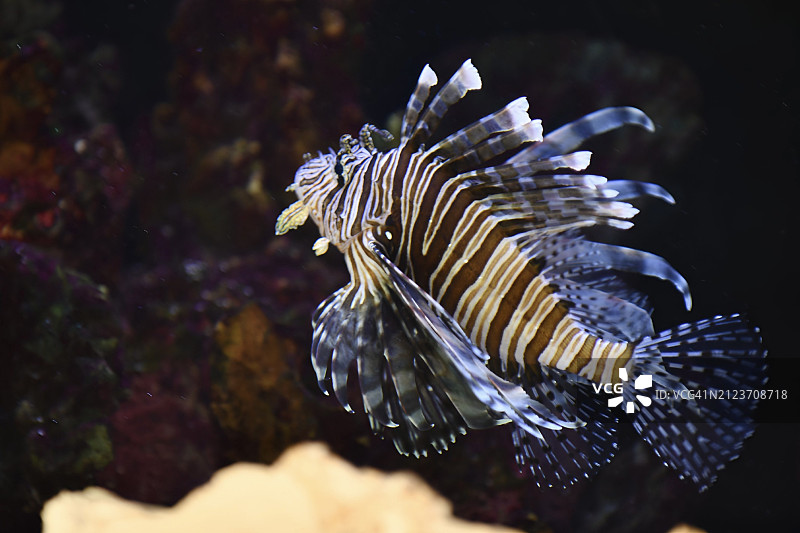 热带蝎子和咸水鱼在水族馆中游泳（美国）图片素材