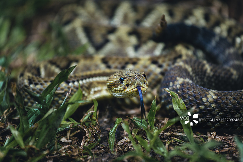 野外响尾蛇特写图片素材