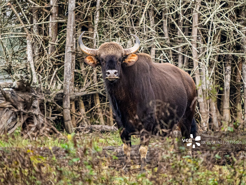 站立在田野上的野牛肖像图片素材