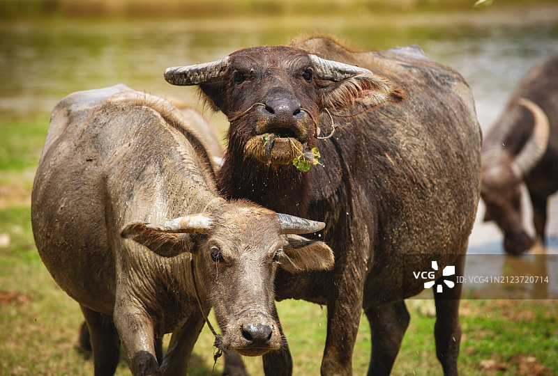 两头大象图片素材