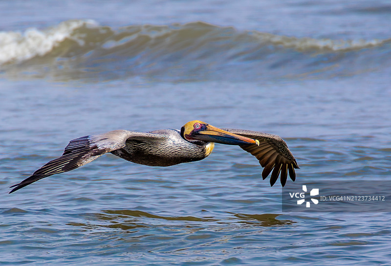 鹈鹕飞越海洋特写，美国德克萨斯州加尔维斯顿图片素材