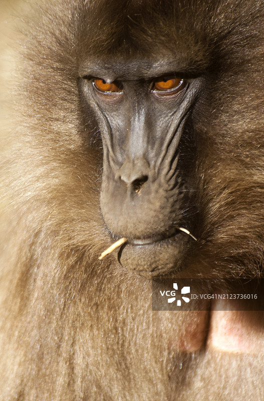 close-up portrait of gelada baboon图片素材