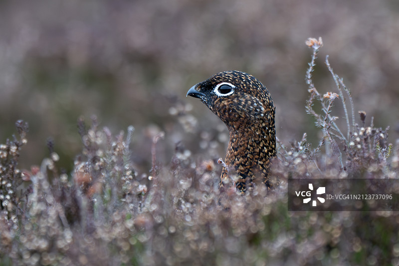 灌木丛中的红毛松鸡特写图片素材