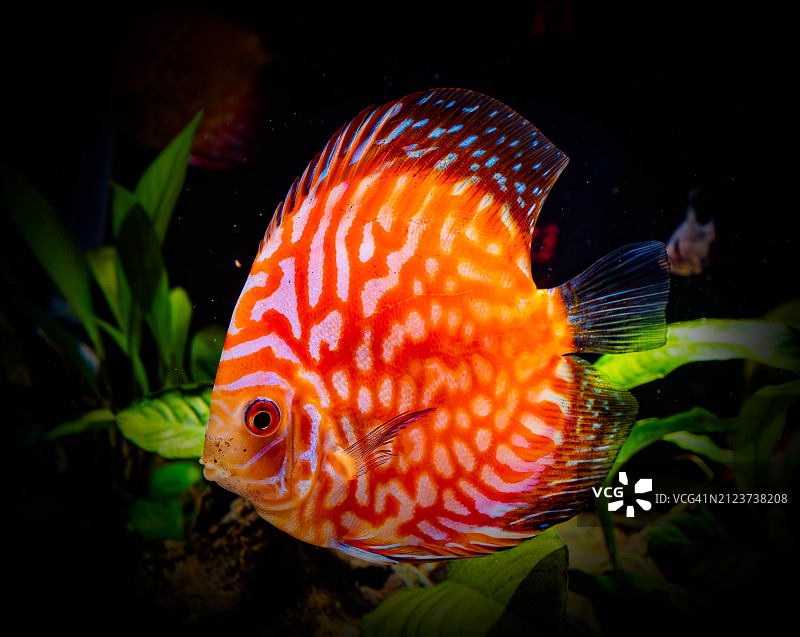 水族箱中暹罗斗鱼的特写图片素材