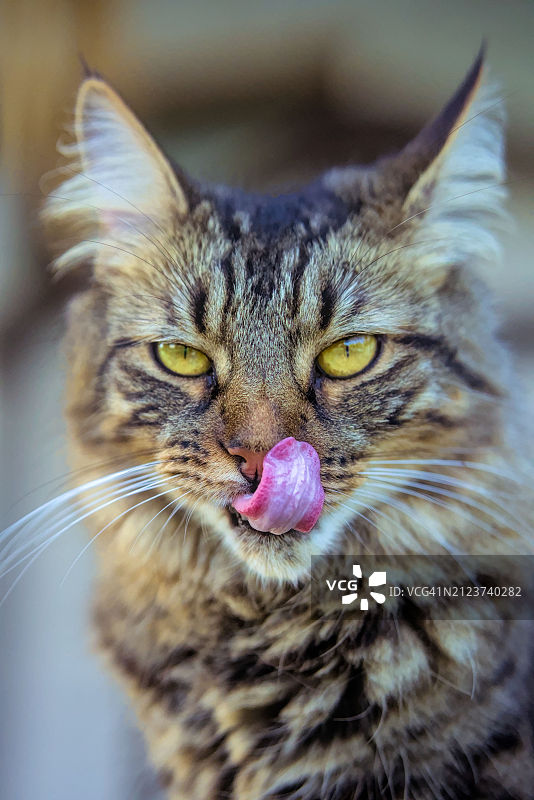 阿根廷猫特写图片素材