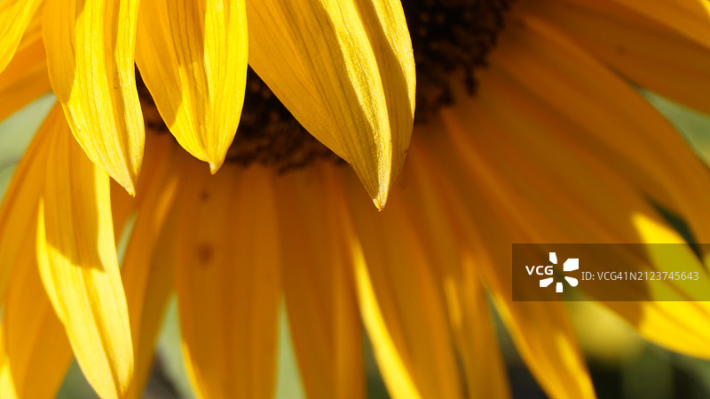 向日葵特写图片素材