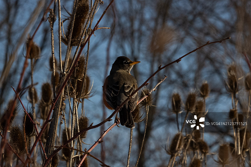歌鸫栖息在树枝上特写，美国俄亥俄州都柏林图片素材