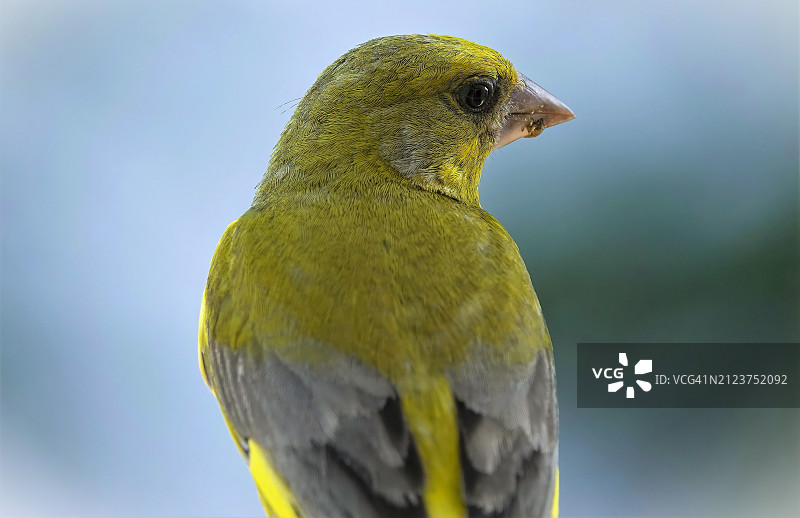 雀鸟栖息在树枝上的特写图片素材