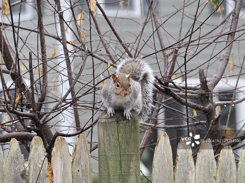 美国红松鼠在栅栏上的特写，韦尔斯利，马萨诸塞州，美国图片素材