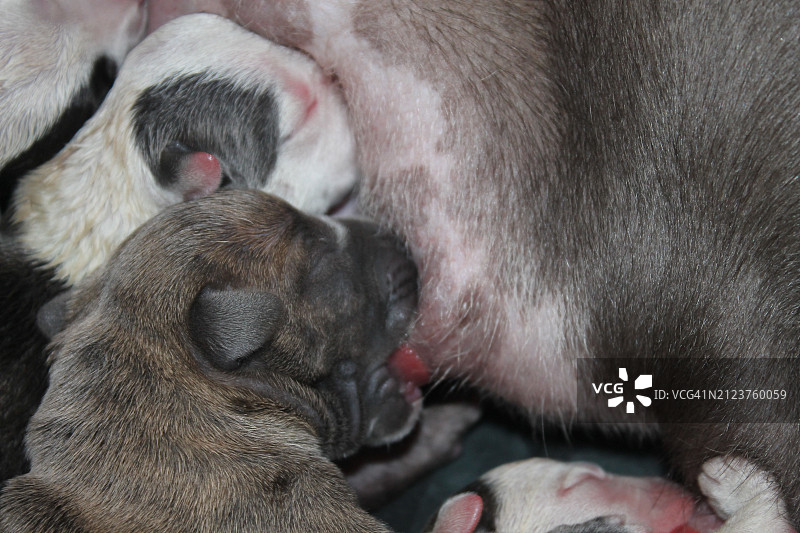 熟睡小狗的特写图片素材