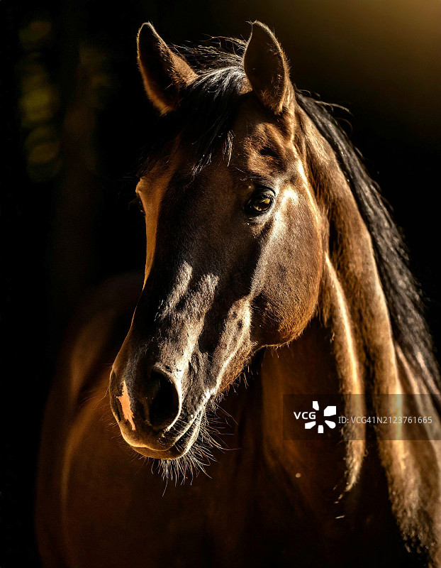 黑色背景下的纯种小马特写图片素材