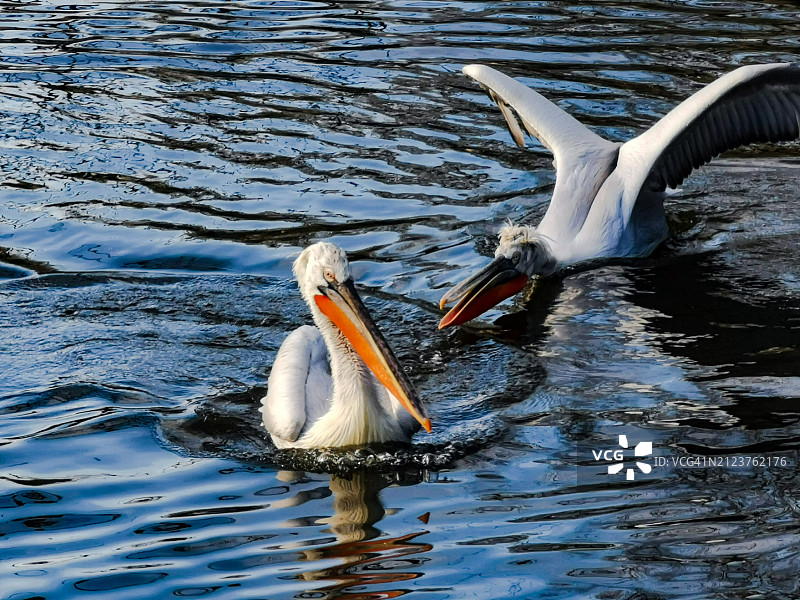 天鹅在湖中游泳的高角度照片图片素材