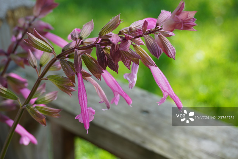 粉色植物特写，庞蒂亚克，密歇根州，美国图片素材