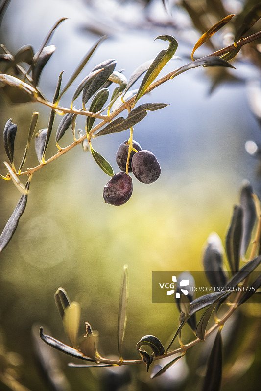 树上生长的浆果特写图片素材