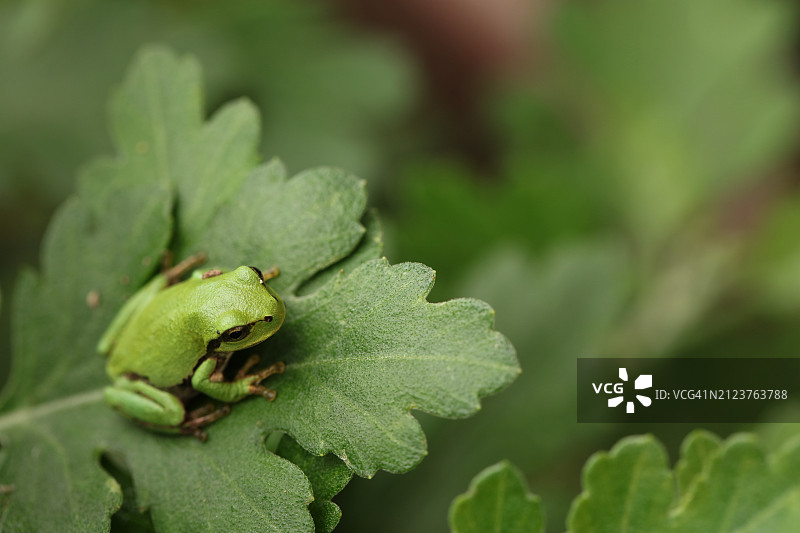 树叶上的昆虫特写图片素材