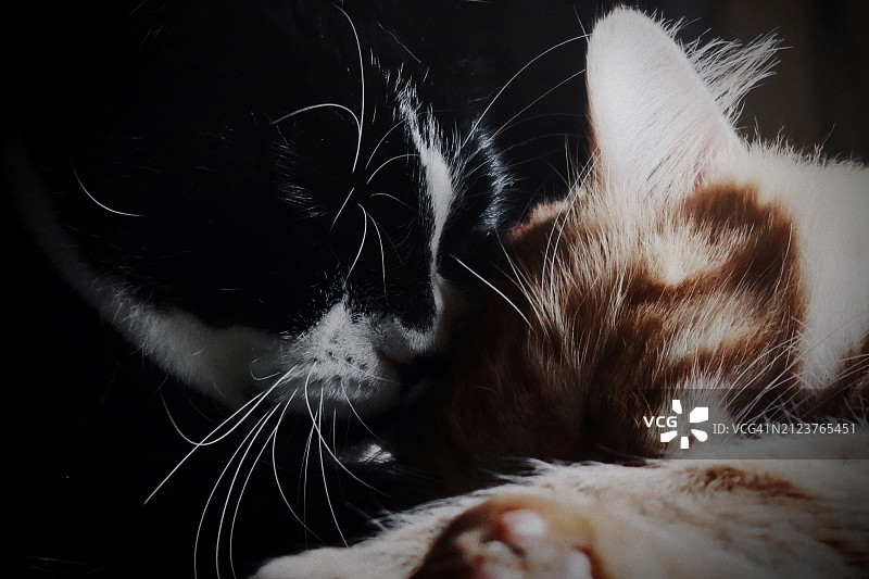 猫咪睡觉特写，美国新罕布什尔州克莱蒙特图片素材