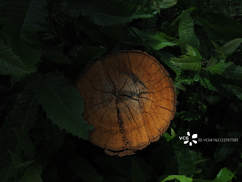 田野上的树桩高角度视图图片素材