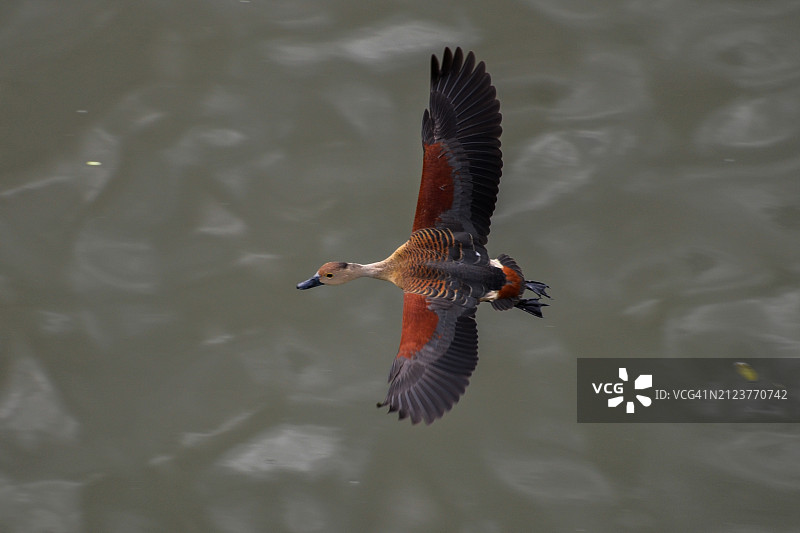 湖中游泳的鸭子俯视角度图片素材