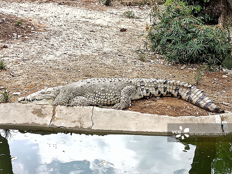 美洲鳄图片素材