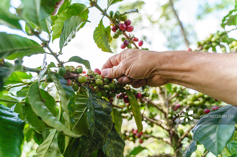 农民户外筛选咖啡豆特写图片素材