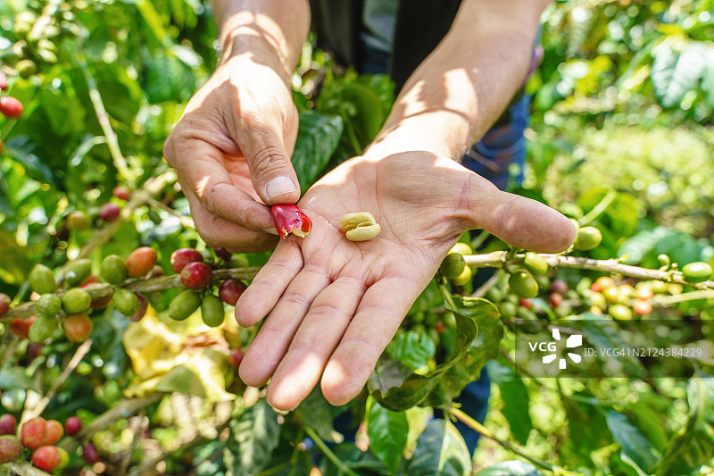 咖啡农采摘新鲜咖啡豆的特写图片素材