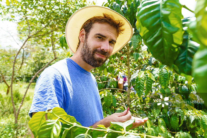 在户外咖啡田中挑选咖啡豆的男性农民半身像图片素材