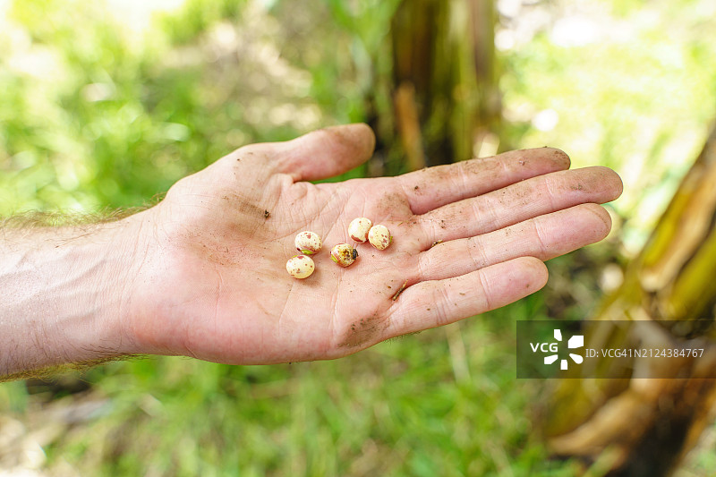 农民用手在种植豆类的田地里劳作图片素材