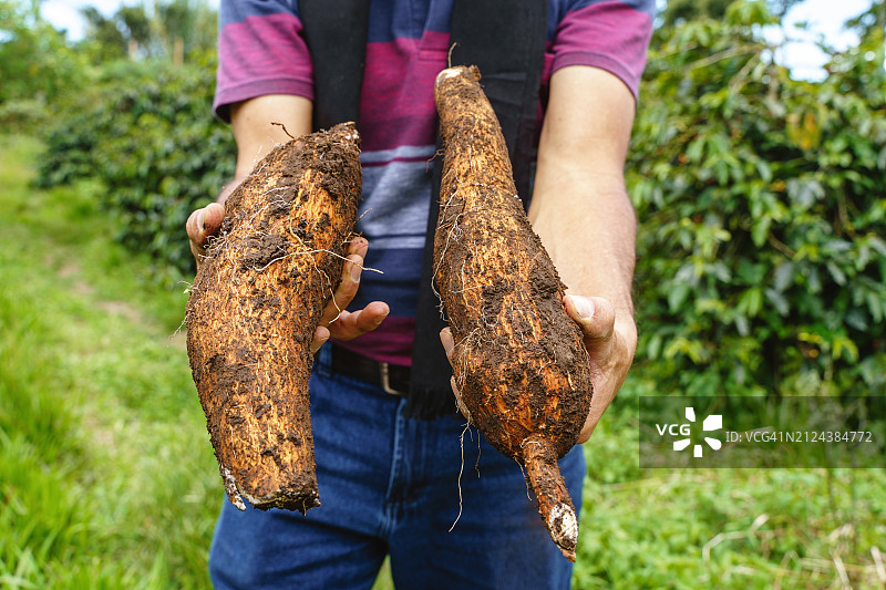 农民手持木薯特写图片素材