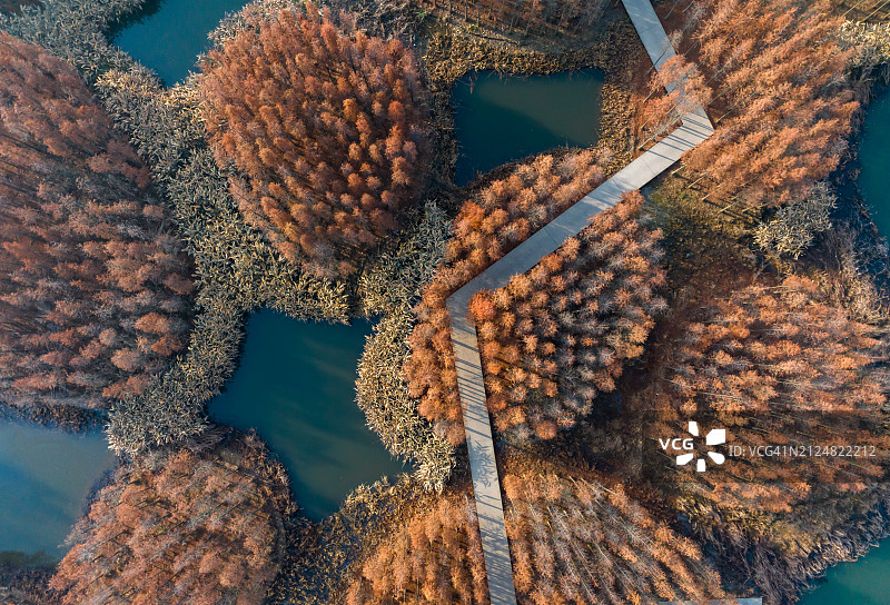 公园湖泊中央的树林航拍图片素材