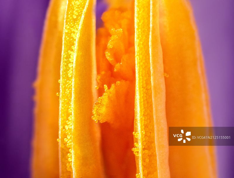 黄色番红花花蕊雌蕊微距照片图片素材