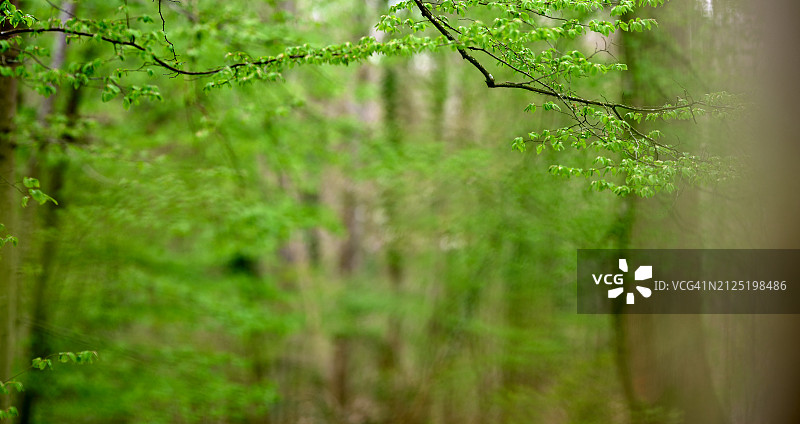 树叶背景散景图片素材