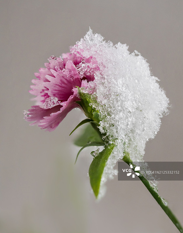 粉红色的花被雪覆盖着图片素材