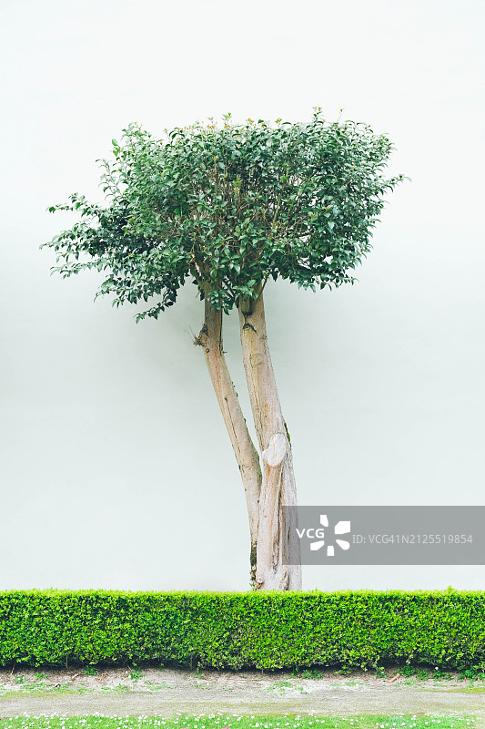 淡彩色背景上的榕树和树篱图片素材