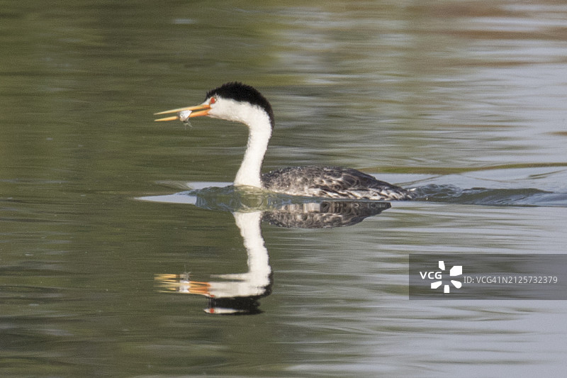 带有倒影的西部鸊鷉，嘴里叼着鱼图片素材