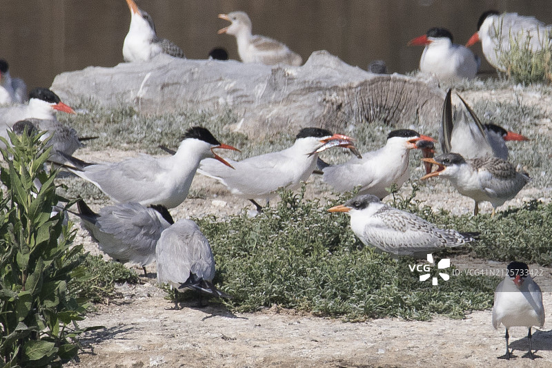 拥挤的鸟群中，鸥鸟父母和幼鸟携带着鱼图片素材