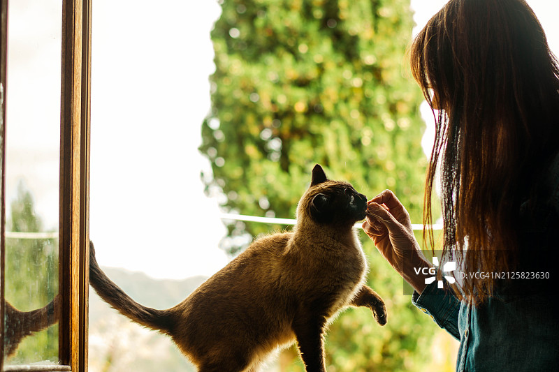女人在窗台上放松，在家和她的猫玩耍图片素材