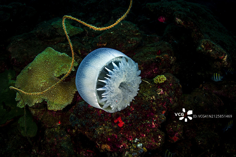 炮弹水母图片素材