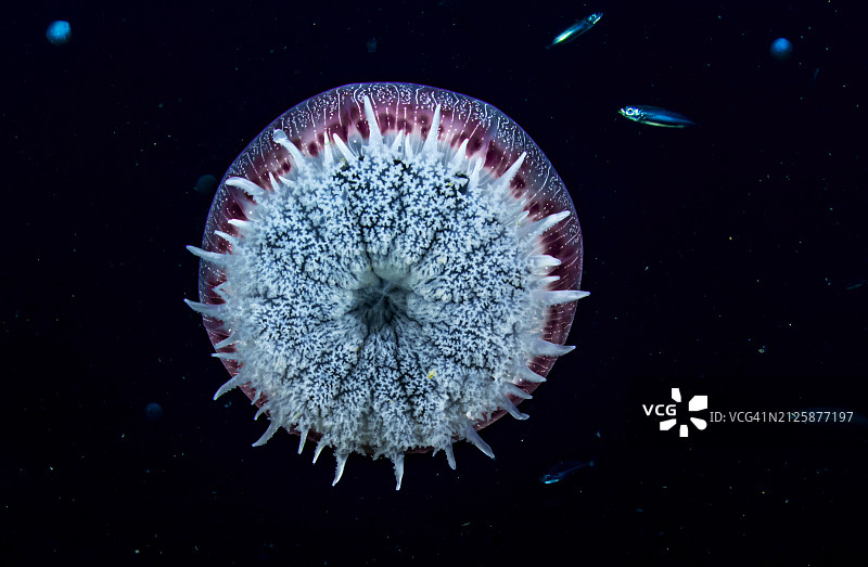 炮弹水母图片素材