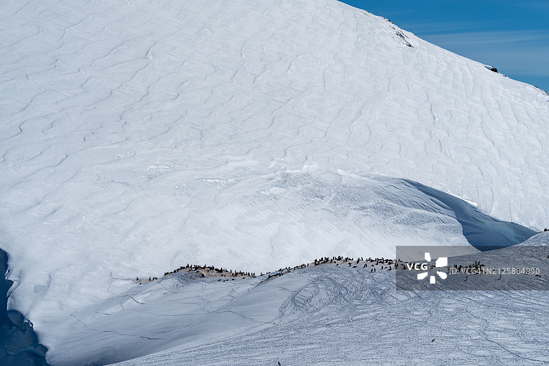 南极洲彼得曼岛上的巴布亚企鹅群图片素材
