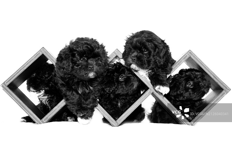 黑色贵宾犬西施幼犬图片素材