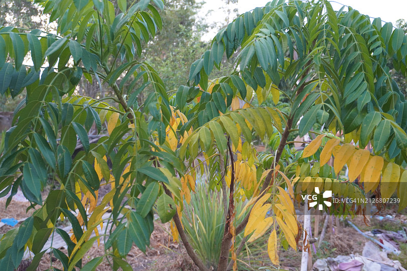 橄榄、莫宾果、乔木李图片素材