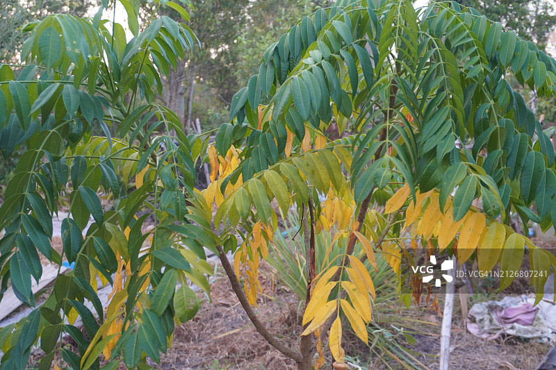 橄榄、莫宾果、乔木李图片素材