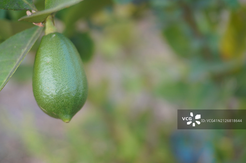 树上的柠檬，模糊的自然背景，酸味水果青柠图片素材