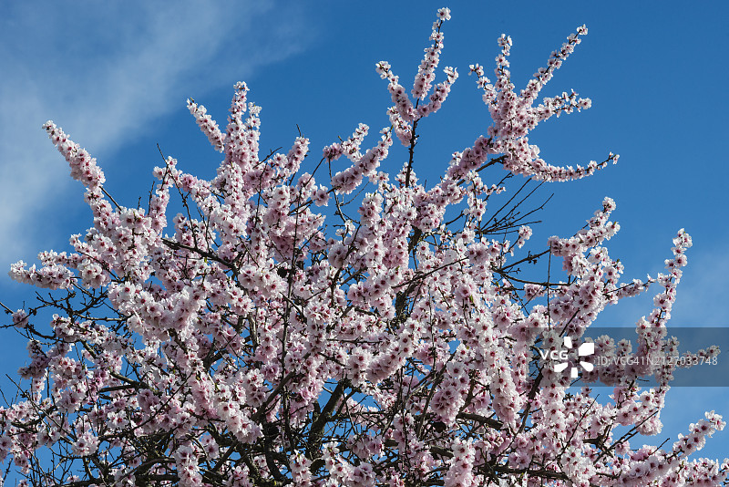 盛开的杏树图片素材