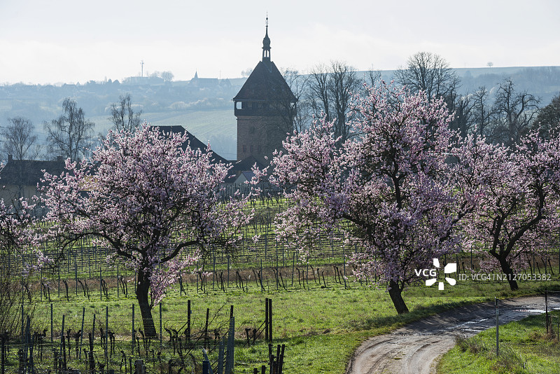 普法尔茨的杏花图片素材