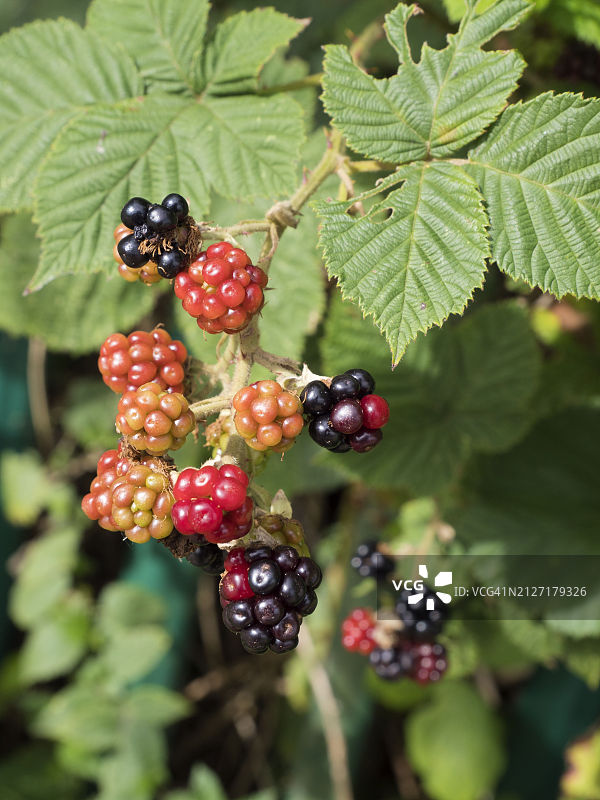 肯宁顿草甸上成熟的野生黑莓图片素材